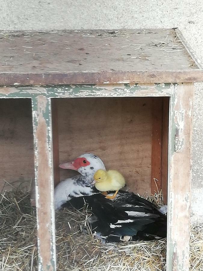 Ferme Auberge A La Colline Ferdrupt Экстерьер фото